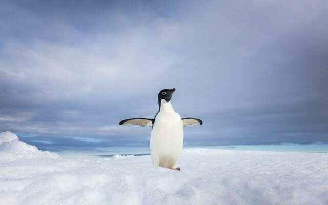 Microplastic detected in snow for the first time in Antarctica