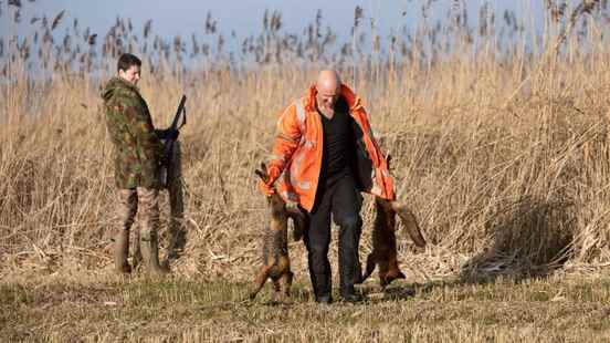 Province of Utrecht backs down on appeal fox hunting remains