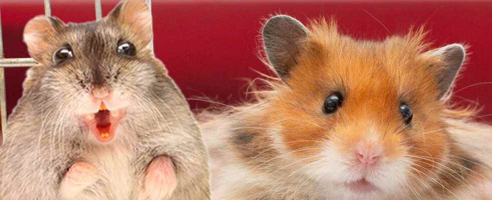 Researchers mutated aggressive hamsters