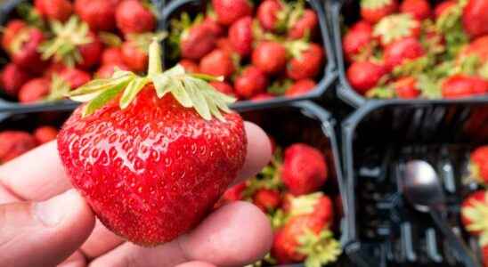 Samples can reveal strawberry cheating