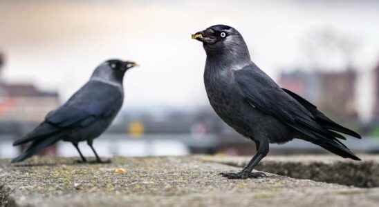 Science Beasts How Crows Embraced Democracy