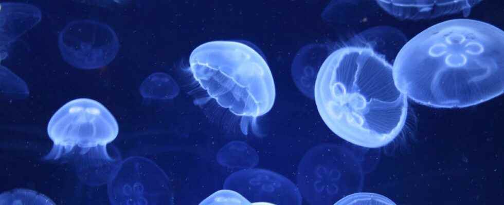 Should you urinate on a jellyfish sting