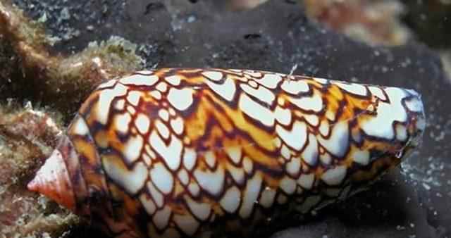 Smaller than a teacup Cone snail one of the worlds