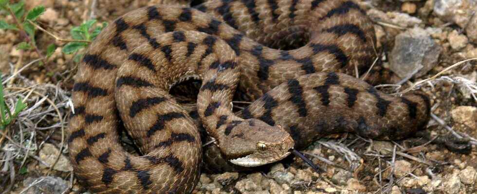 Snake or viper how to tell them apart