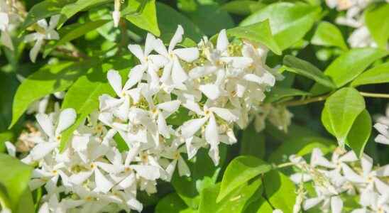 Star Jasmine what is it