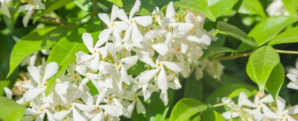 Star Jasmine what is it