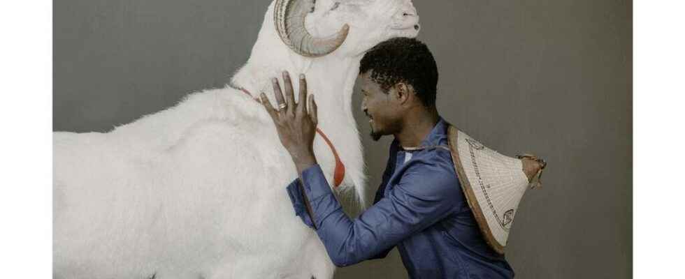 Sylvain Cherkaoui sublimates the ladoum star sheep of Senegal