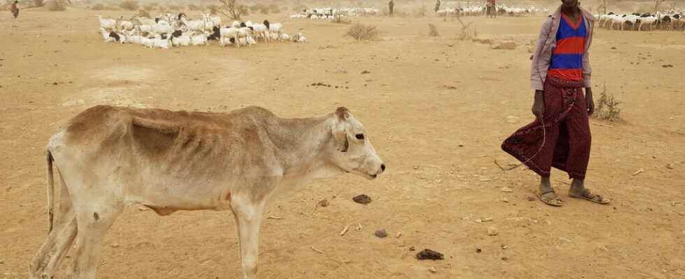 The Horn of Africa experiences its worst drought in forty