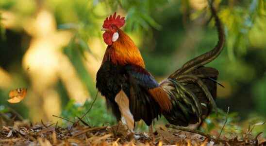 The amazing story of chicken domestication