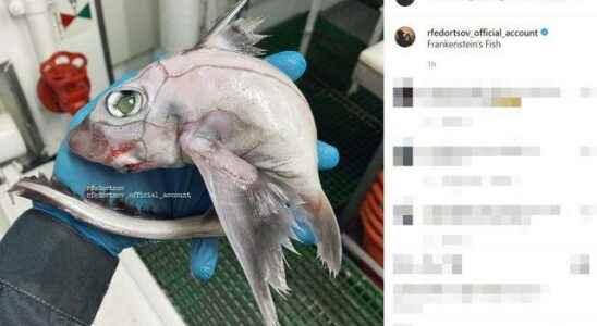 The fisherman who caught it was stunned Frankensteins fish spooked