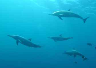 The impact of war on Black Sea dolphins