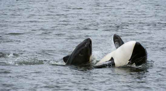 The killer whale feminine predation