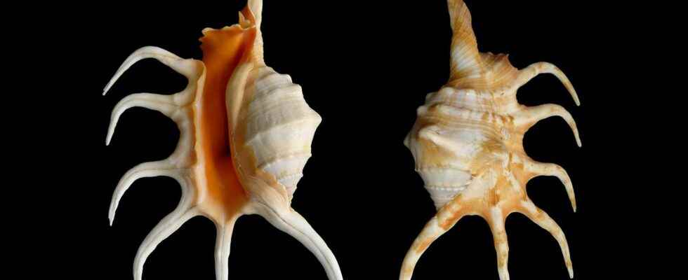 The shell of molluscs memory of the environment