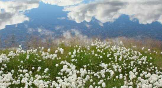 The tundra is disappearing from the surface of the Earth