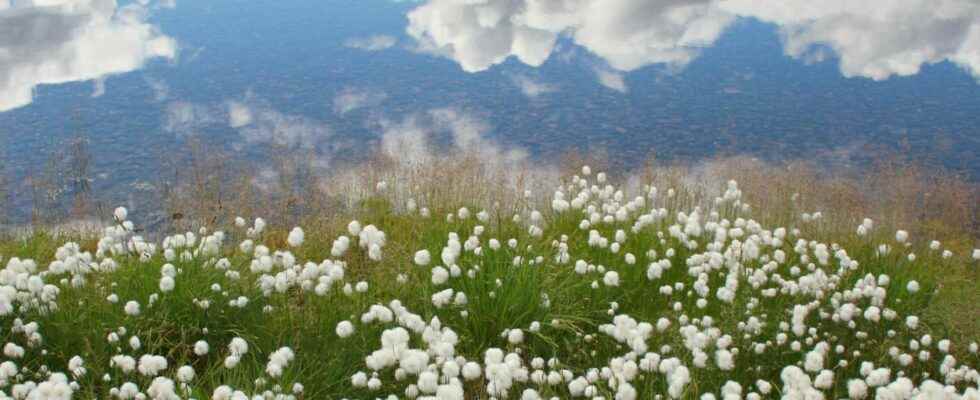 The tundra is disappearing from the surface of the Earth