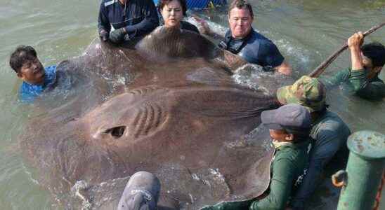 The worlds largest freshwater fish caught in Cambodia Its length