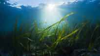 The worlds largest plant was found in Australia seagrass