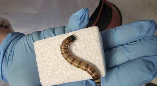 These worms are polystyrene recycling mini factories