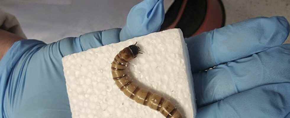 These worms are polystyrene recycling mini factories