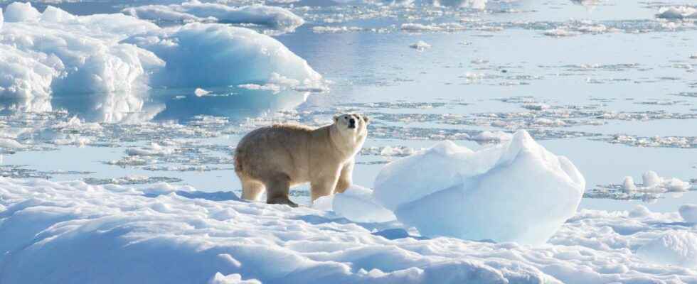 This population of polar bears is best able to survive