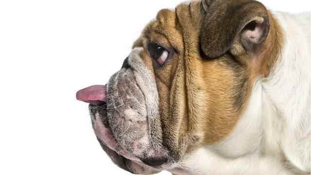 Veterinarians warn bulldog breeds should not be bought until cured