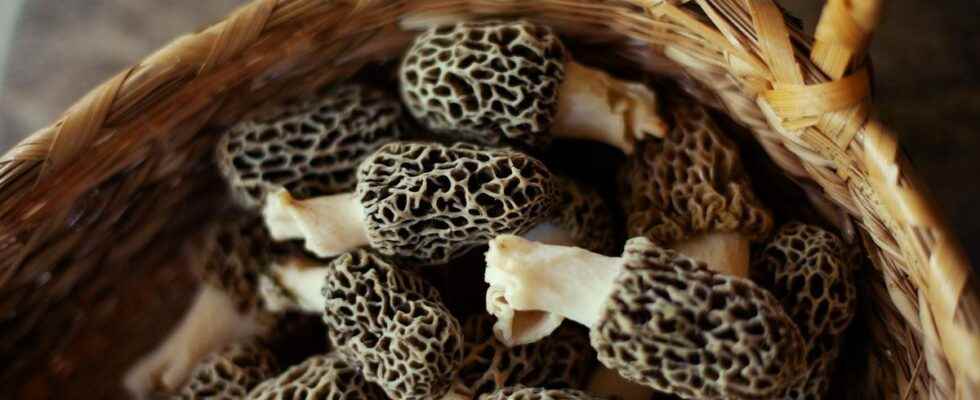 Weve unlocked the secret of morels and well be able