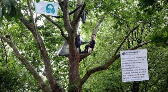 What future for the trees around the Eiffel Tower