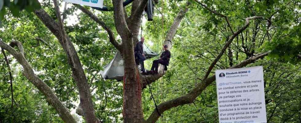 What future for the trees around the Eiffel Tower