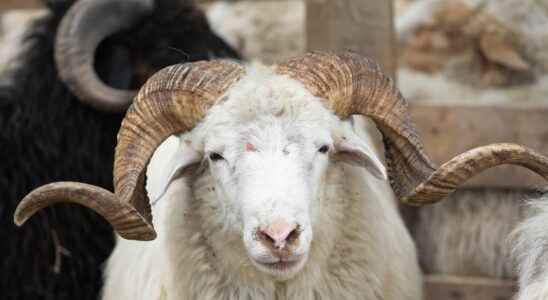 100000 sheep slaughtered what rules in France