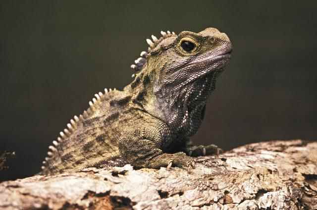 tuatara reptile