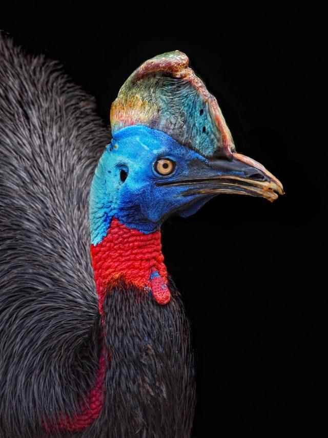 Cassowary