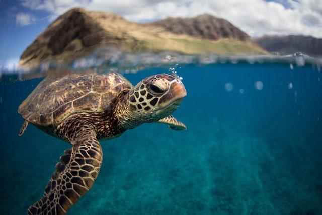 sea ​​turtle