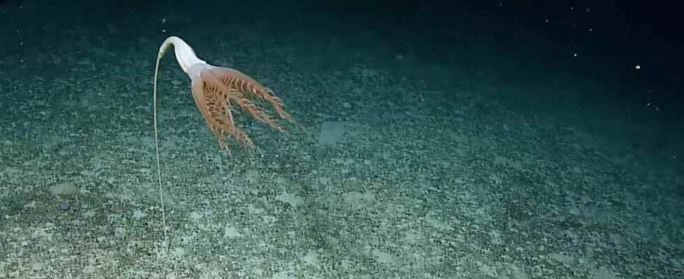 A strange creature surprised at the bottom of the Pacific