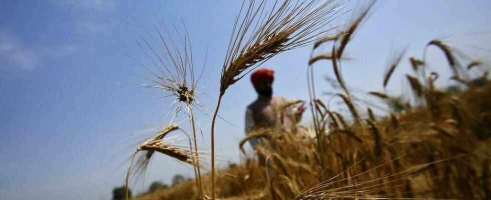 After wheat India will restrict flour exports