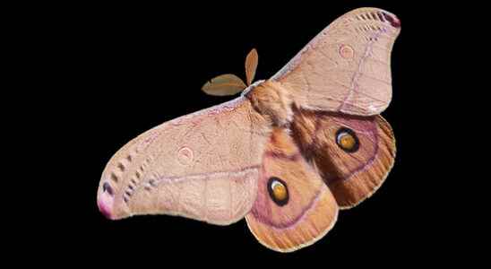 Attract butterflies during the National Moth Night Are there real