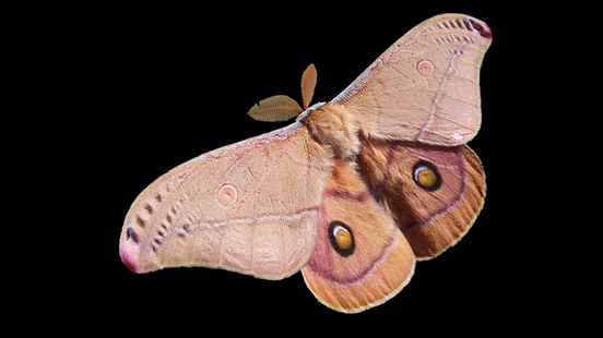 Attract butterflies during the National Moth Night Are there real