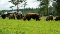 Awakening Slaughter animals walk for hours in the heat