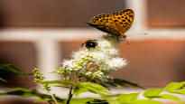 Awakening The pollinator roof is wanted to stop The