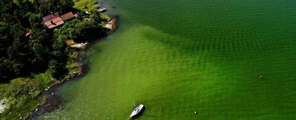 C wants to reduce eutrophication of the Baltic Sea