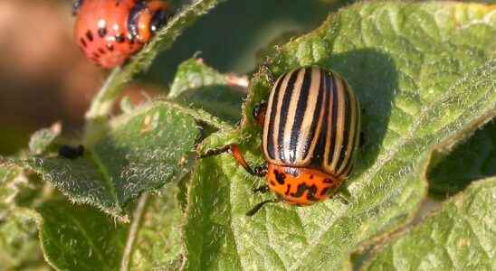 Compensation possible in the fight against plant pests