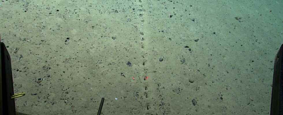 Complete mystery on these lines of regular holes discovered at