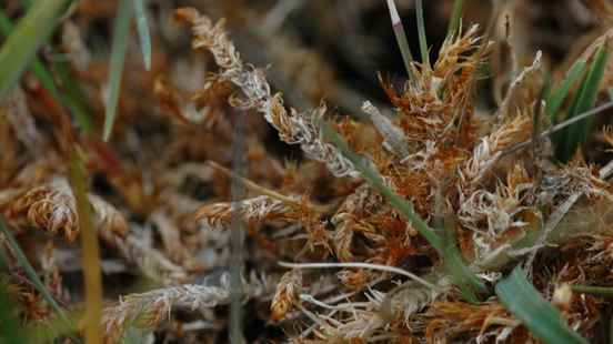 Curled sickle moss appears after 150 years in Tienhoven So