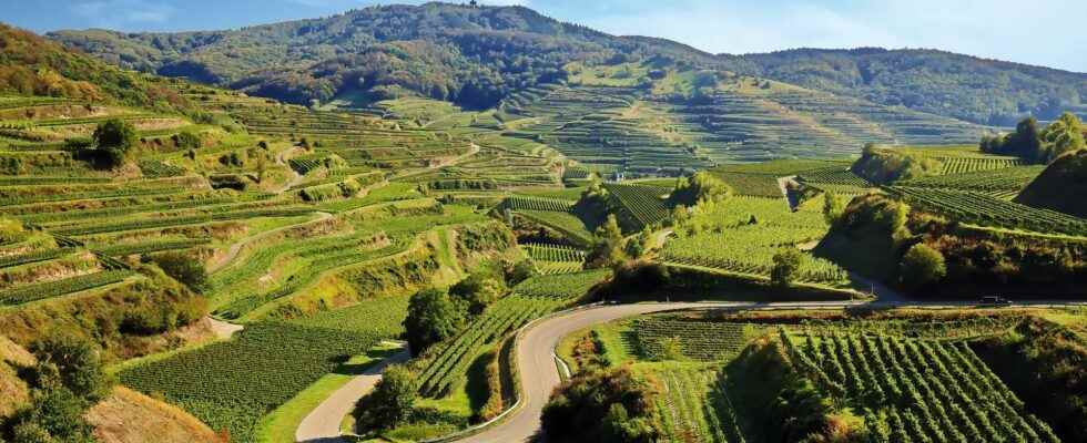 Discovering a very special volcano the Kaiserstuhl