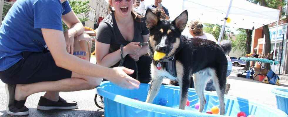 Dogs and their owners gather downtown for Weekend Walkabout