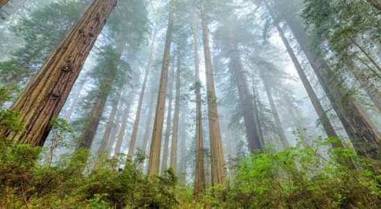 Fire once again threatens the giant sequoias of Yosemite including