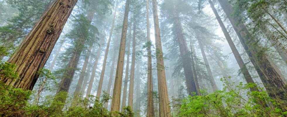 Fire once again threatens the giant sequoias of Yosemite including