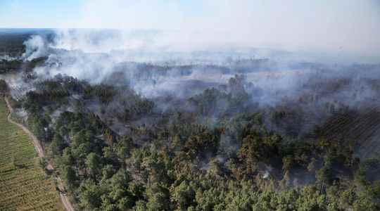 Fires how long does it take for the forest to