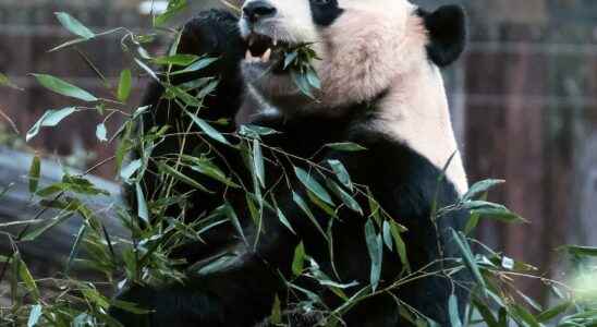 Fossil finds show how the panda became a vegetarian