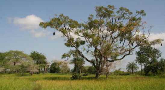 Gambia suspends timber export to avoid trafficking from Casamance