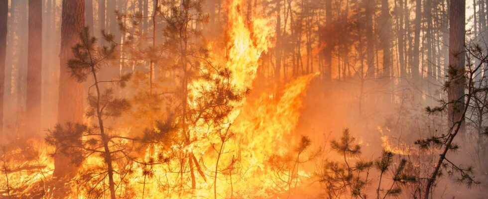 Gironde firefighters tactics to fight extraordinary fires in the Landes